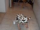 CowCostume6