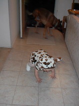 CowCostume6