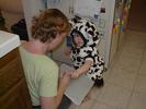 CowCostume1