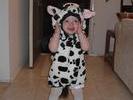 CowCostume7