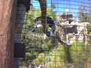 04-02 (eagle eating rabbit)