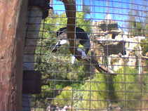 04-02 (eagle eating rabbit)