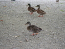 IMG 0099