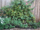 IMG 0817
