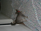 IMG 1527