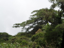 SAM 0042